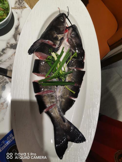 烏龍魚是什么樣子的
