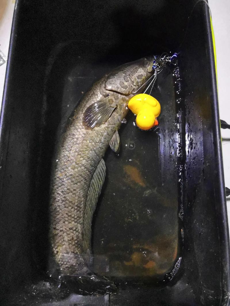 烏龍魚是什么樣子的