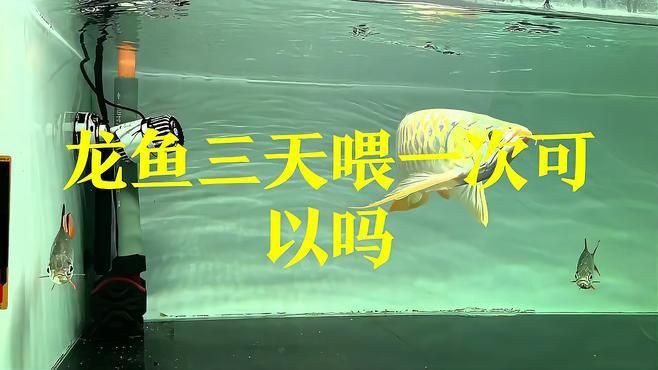 金龍魚的最佳喂養頻率
