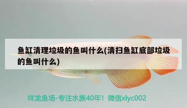 銀龍魚苗生長速度標(biāo)準(zhǔn)：如何提高銀龍魚苗生長速度 銀龍魚苗生長速度標(biāo)準(zhǔn)：如何提高銀龍魚苗生長速度 龍魚百科 第5張