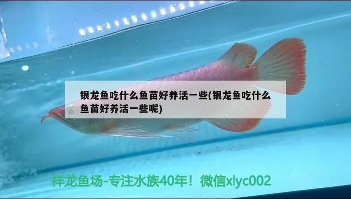銀龍魚苗生長速度標(biāo)準(zhǔn)：如何提高銀龍魚苗生長速度 銀龍魚苗生長速度標(biāo)準(zhǔn)：如何提高銀龍魚苗生長速度 龍魚百科 第4張