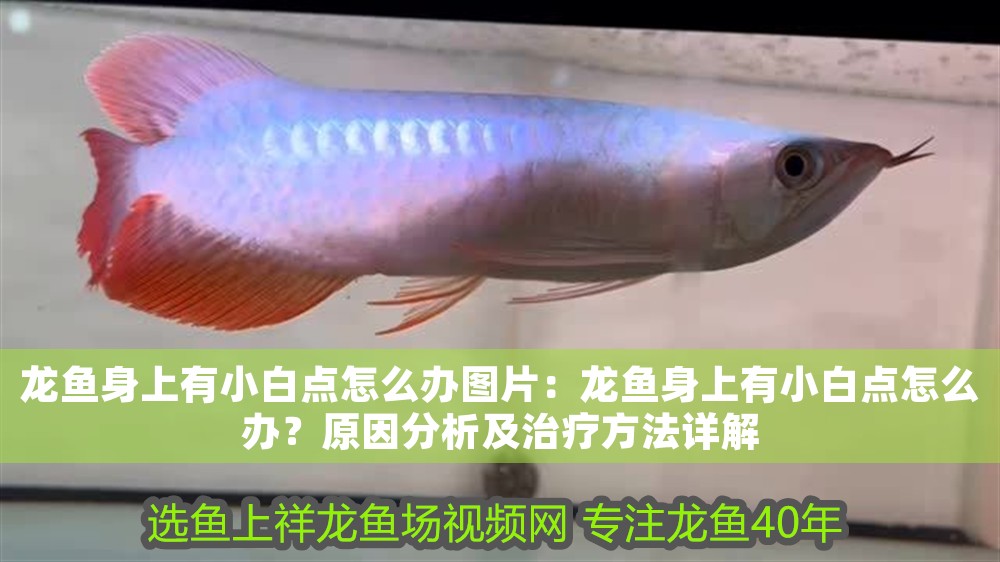 龍魚身上有小白點怎么辦圖片：龍魚身上有小白點怎么辦？原因分析及治療方法詳解