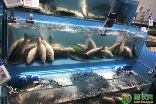 龍魚身上有小白點怎么辦圖片：龍魚身上有小白點怎么辦？原因分析及治療方法詳解