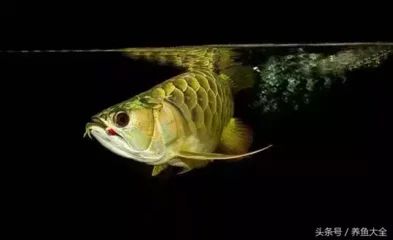 龍魚掉眼手術用什么麻醉：龍魚掉眼手術用什么麻醉藥