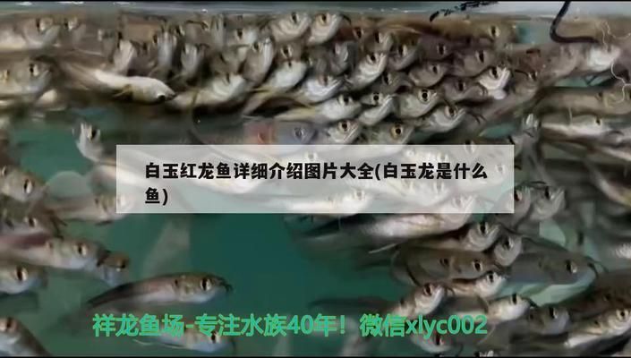 白玉紅龍魚特征描述怎么寫的，白玉紅龍魚特征描述