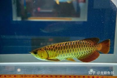 金龍魚水溫多少最好（金龍魚冬季水溫波動應對，金龍魚夏季降溫方法） 金龍魚水溫多少最好（金龍魚冬季水溫波動應對，金龍魚夏季降溫方法） 龍魚百科 第2張