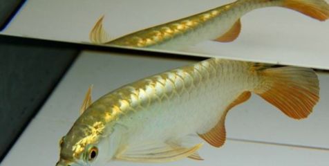 日本nec龍魚燈神潛水燈仟魚nec龍魚燈評價nec龍魚燈：nec龍魚燈評價