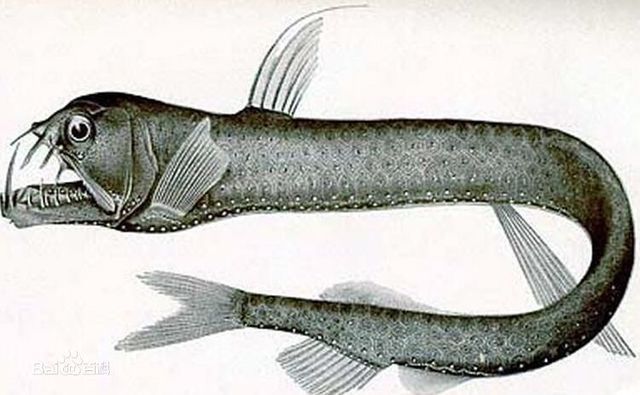 深海龍魚圖片：深海龍魚是一種生活在深海底的神秘魚類，以其優雅的體態和色彩而聞名
