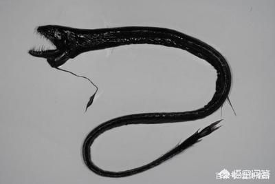 深海龍魚圖片：深海龍魚是一種生活在深海底的神秘魚類，以其優(yōu)雅的體態(tài)和色彩而聞名