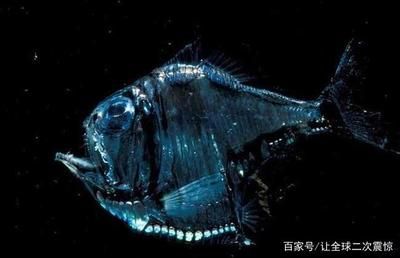 深海龍魚圖片：深海龍魚是一種生活在深海底的神秘魚類，以其優雅的體態和色彩而聞名