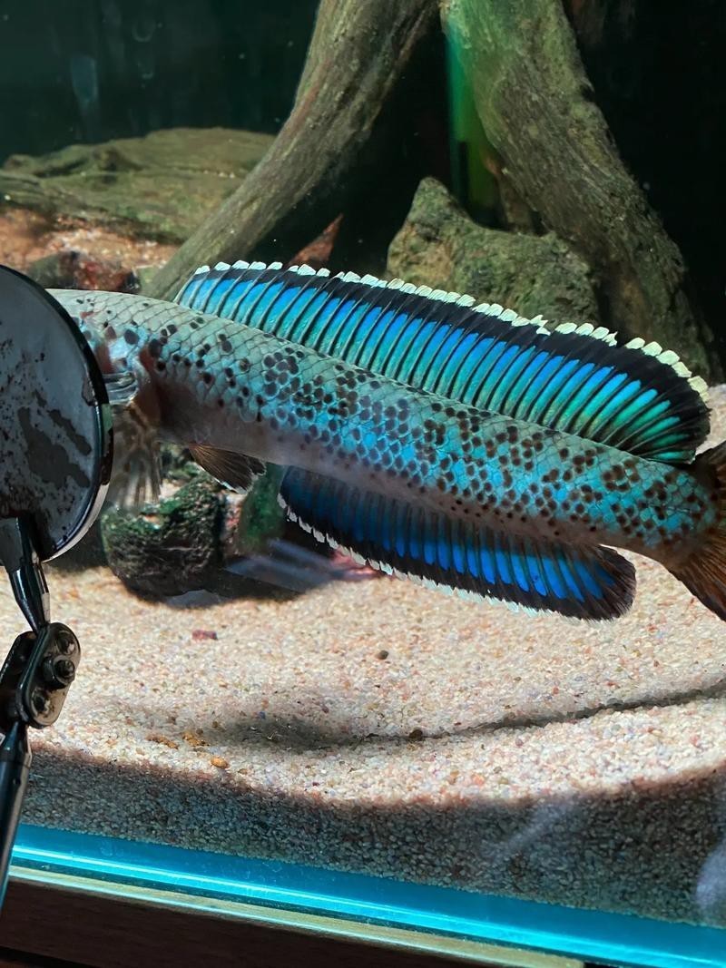 血雷龍魚斑1 血雷龍魚斑1 龍魚百科 第3張