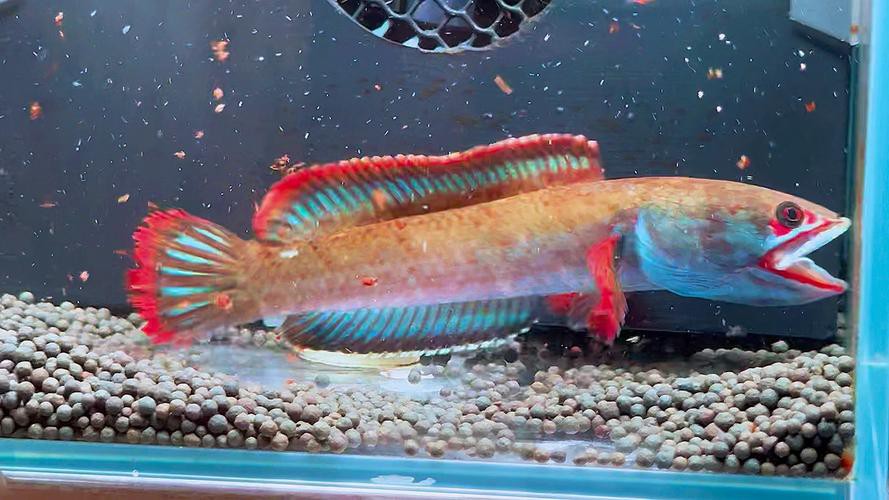 血雷龍魚斑1 血雷龍魚斑1 龍魚百科 第18張