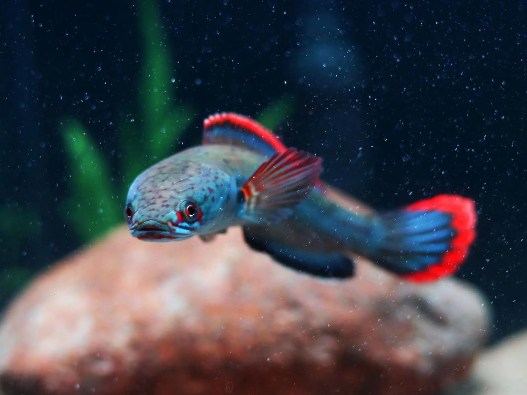 血雷龍魚斑1 血雷龍魚斑1 龍魚百科 第7張