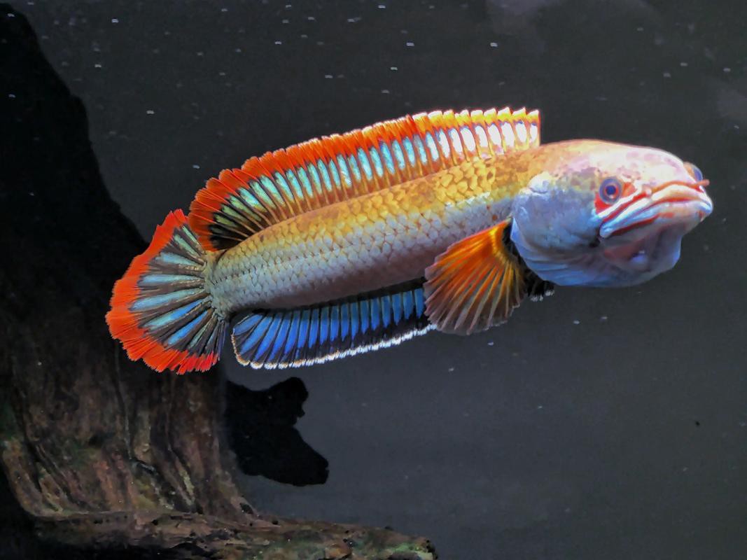 血雷龍魚斑1 血雷龍魚斑1 龍魚百科 第13張