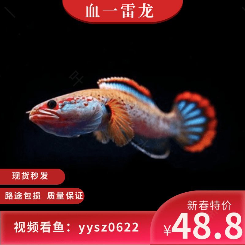 血雷龍魚斑1 血雷龍魚斑1 龍魚百科 第21張