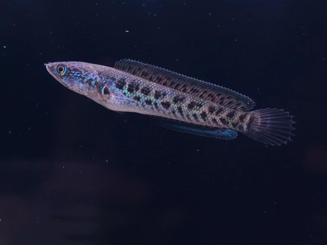 血雷龍魚斑1 血雷龍魚斑1 龍魚百科 第15張