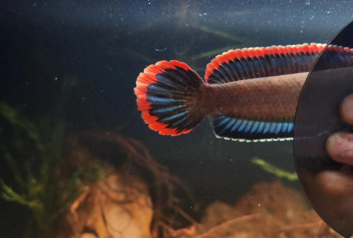 血雷龍魚斑1 血雷龍魚斑1 龍魚百科 第6張