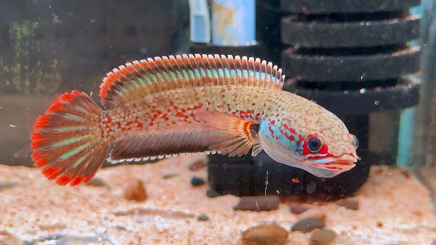 血雷龍魚斑1 血雷龍魚斑1 龍魚百科 第1張