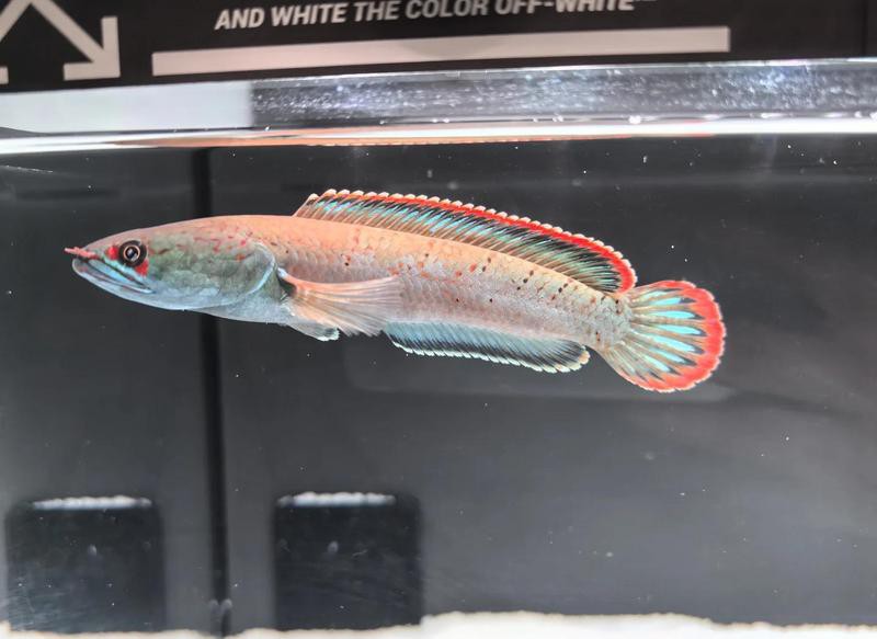 血雷龍魚斑1 血雷龍魚斑1 龍魚百科 第22張