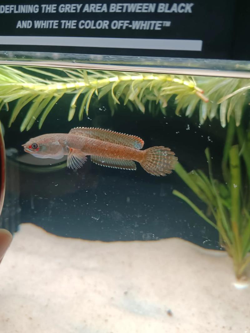 血雷龍魚斑1 血雷龍魚斑1 龍魚百科 第11張