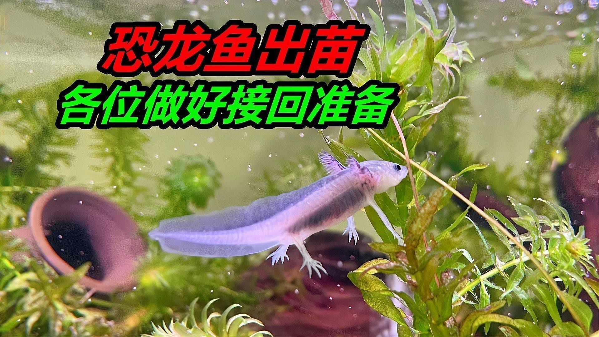 如何判斷六角恐龍魚是否適應(yīng)新環(huán)境？