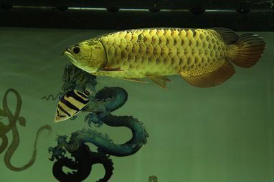 金龍魚象征著什么，金龍魚作為一種文化符號，承載著深厚的吉祥寓意和美好的祝愿