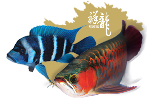 紅龍魚飼料品質(zhì)排名榜最新（紅龍魚飼料品牌排名榜）