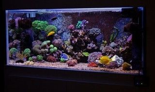 小龍魚的營養與禁忌是什么：小龍魚的營養與禁忌