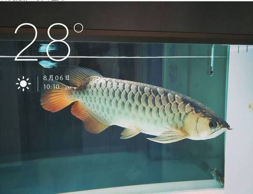 小龍魚的營養與禁忌是什么：小龍魚的營養與禁忌