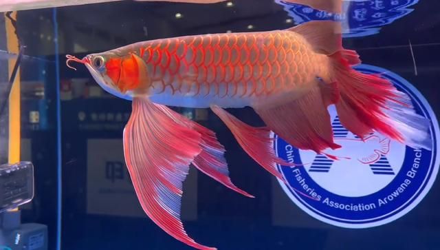 龍魚和錦鯉哪個好養：龍魚和錦鯉哪個更容易飼養？