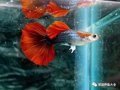 龍魚和錦鯉哪個好養：龍魚和錦鯉哪個更容易飼養？