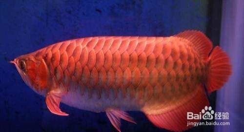 紅龍魚的挑選技巧（如何挑選紅龍魚） 紅龍魚的挑選技巧（如何挑選紅龍魚） 龍魚百科 第1張