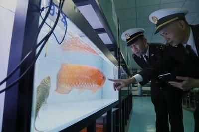 龍魚(yú)需要檢疫嗎？（龍魚(yú)在進(jìn)口或跨地區(qū)運(yùn)輸前需要進(jìn)行一系列的健康檢查）