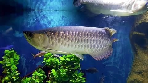 龍魚需要檢疫嗎？（龍魚在進(jìn)口或跨地區(qū)運(yùn)輸前需要進(jìn)行一系列的健康檢查）