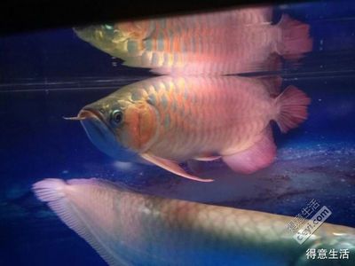 七彩龍魚和銀龍魚哪個好看：七彩龍魚和銀龍魚哪個更好看