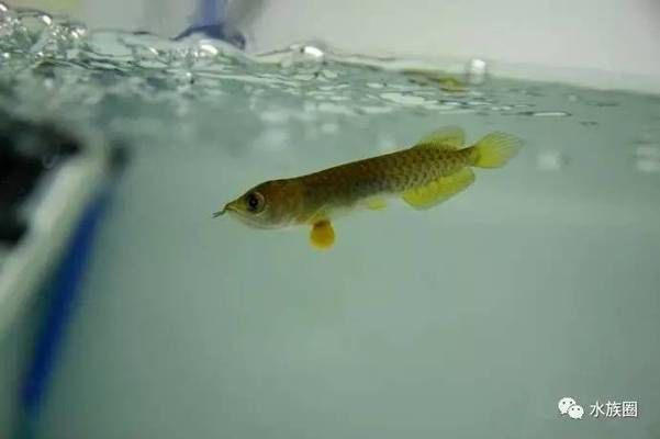 龍魚魚卵怎么孵化：關于龍魚魚卵孵化的詳細步驟