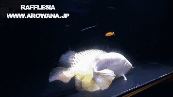 龍魚魚卵怎么孵化：關于龍魚魚卵孵化的詳細步驟