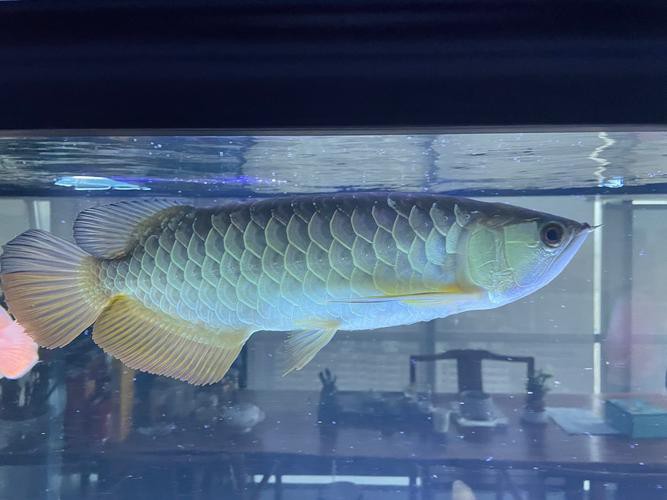 給我一些金龍魚品相評價的圖片示例 給我一些金龍魚品相評價的圖片示例 龍魚百科 第11張