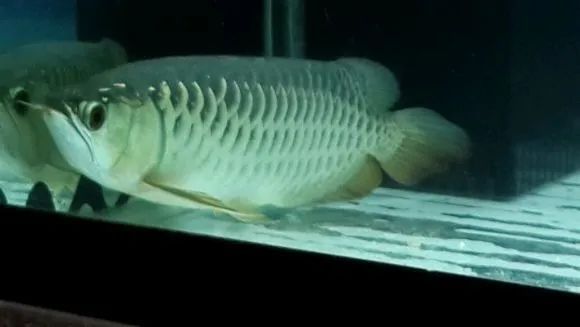 紅龍魚臥缸是什么原因：紅龍魚臥缸是什么原因導致的