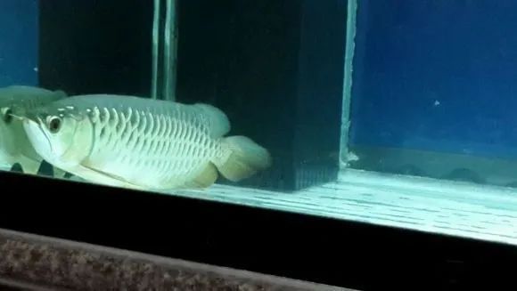 紅龍魚臥缸是什么原因：紅龍魚臥缸是什么原因導致的