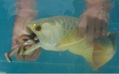 金龍魚捕食小魚（金龍魚捕食技巧分析金龍魚捕食技巧分析金龍魚捕食技巧）