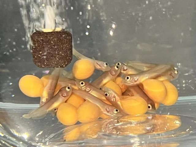 金龍魚捕食小魚（金龍魚捕食技巧分析金龍魚捕食技巧分析金龍魚捕食技巧）