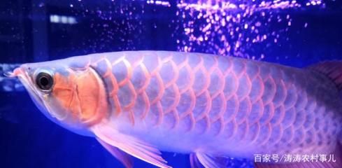 金龍魚為什么便宜好養：金龍魚為什么被稱為“便宜好養”？ 金龍魚為什么便宜好養：金龍魚為什么被稱為“便宜好養”？ 龍魚百科 第3張