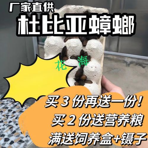 金龍魚人工飼料哪個品牌好？