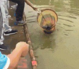 魚身上寄生蟲會感染人嗎