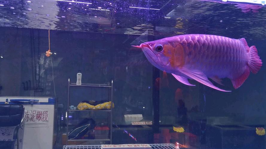 【沈陽龍魚價格沈陽龍魚圖片沈陽龍魚轉讓】