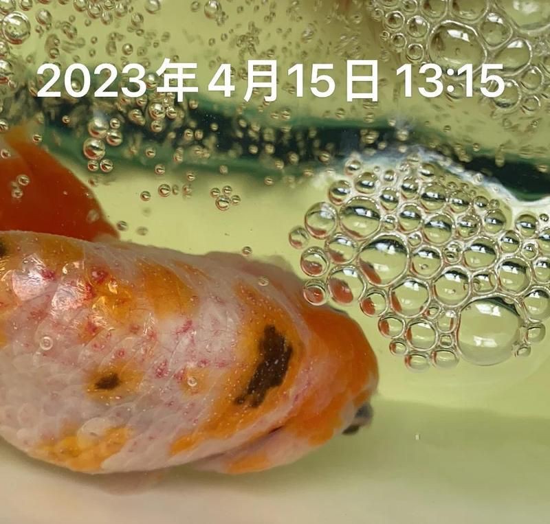 魚頭充血多久會好