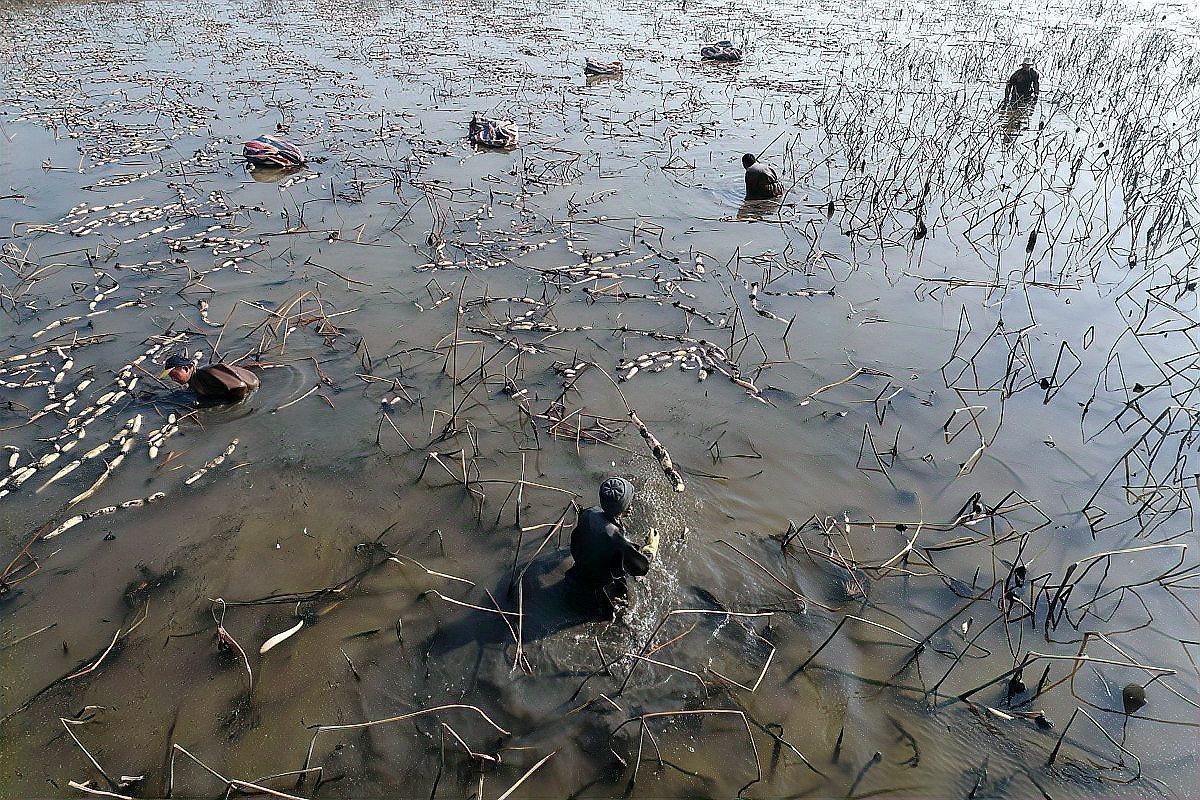 龍魚死亡后需要如何處理遺體？