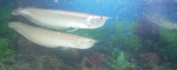 銀龍魚食物消毒效果對比：銀龍魚食物消毒效果的對比研究