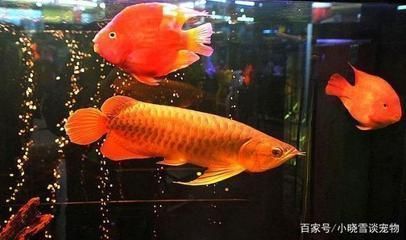 紅龍魚怎么喂養最好（紅龍魚喂養需要注意的幾個方面）
